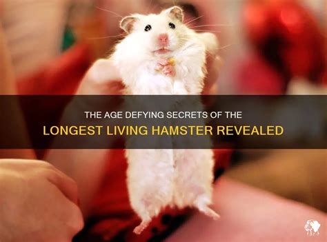 world's oldest hamster|The Age Defying Secrets Of The Longest Living Hamster Revealed.